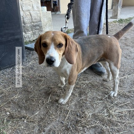 Photo 1/1 Chien retrouvé Trouvé à Monteux