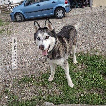 Photo de chien perdu à Salles D Aude