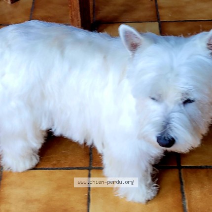 Photo 1/1 Chien retrouvé Perdu à Planioles