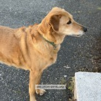 Photo de chien trouvé à Auch