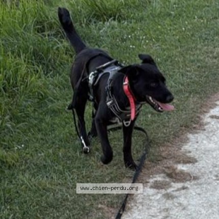 Photo de chien perdu à Fleurance
