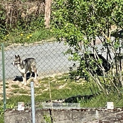 Photo de chien trouvé à Les Ardillats