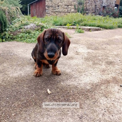 Photo de chien perdu à Bovel