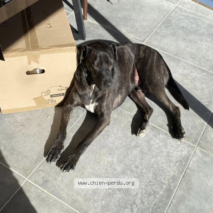 Photo de chien perdu à La Motte D Aigues