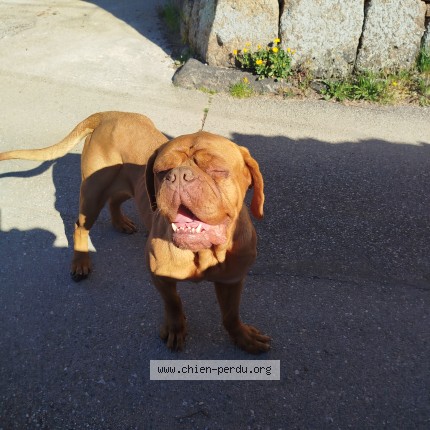 Photo de chien trouvé à Preaux