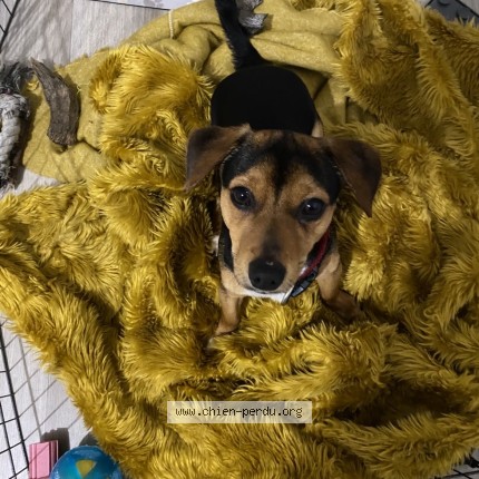 Photo 1/1 Hades Chien perdu à La milesse