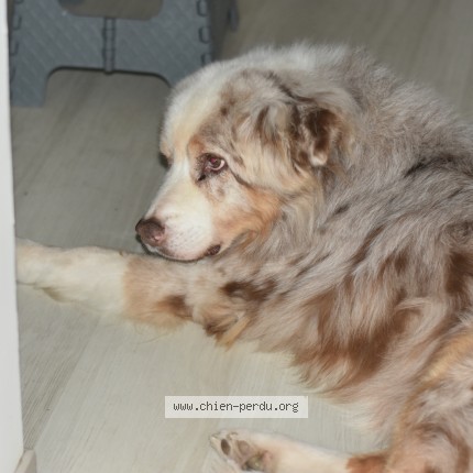 Photo de chien perdu à Serres Sur Arget 09