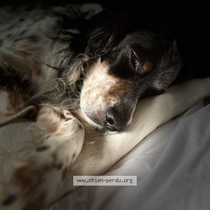 Photo de chien perdu à Reminiac