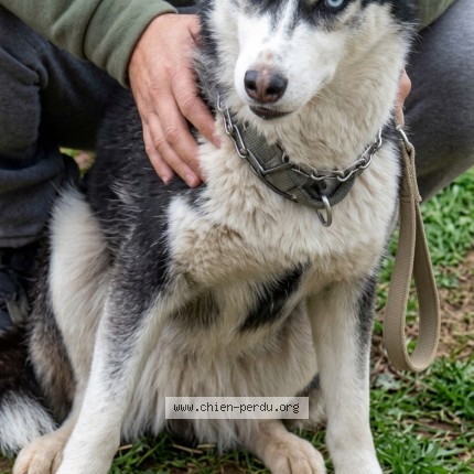 Photo 1/1 Tokya Chien perdu à Akbou