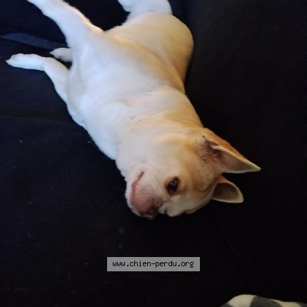 Photo de chien perdu à Freteval