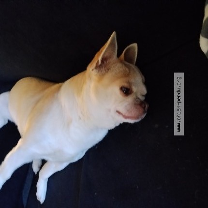 Photo 1/1 Chien retrouvé Perdu à Freteval