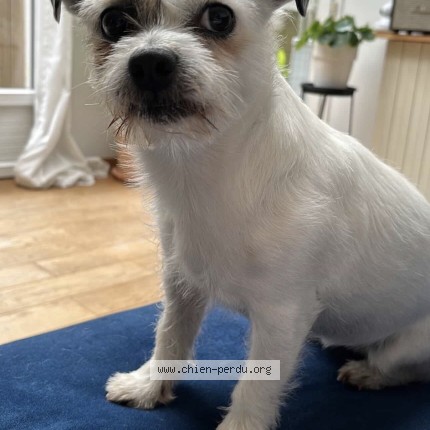 Photo de chien perdu à Verson