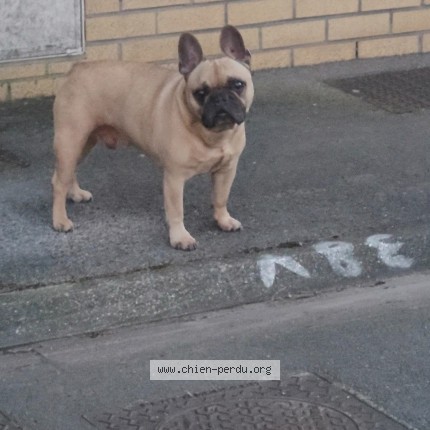 Photo de chien trouvé à Dunkerque Nord