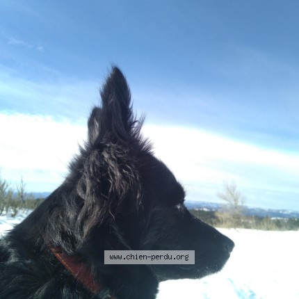 Photo 1/1 ortie Chien perdu à La vernede saint michel