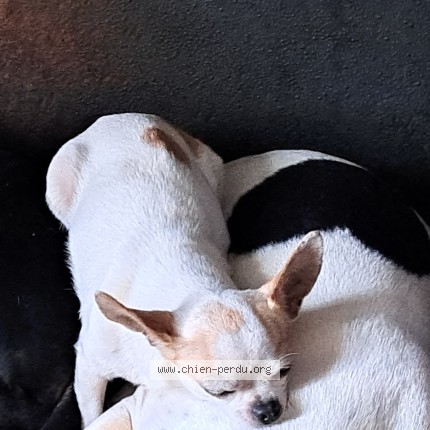 Photo de chien perdu à St Emilion