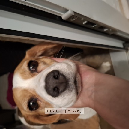 Photo de chien trouvé à Anse