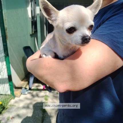 Photo de chien trouvé à Surgeres