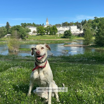 Photo de chien perdu à La Villes Aux Dames