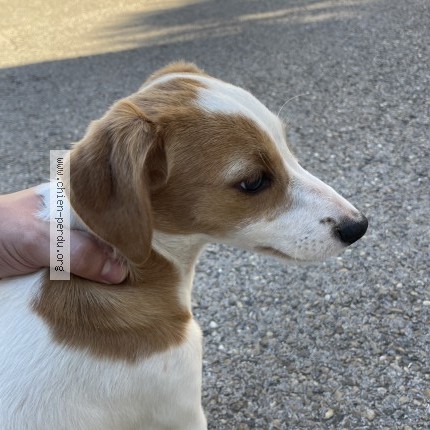 Photo 1/1 Chien trouvé Trouvé à Nimes