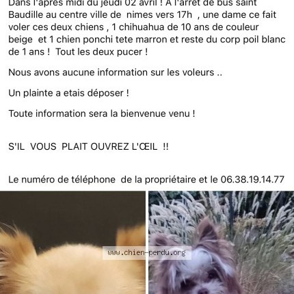 Photo 1/1 pika Chien perdu à Nimes