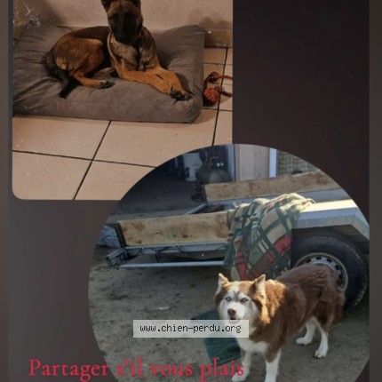 Photo 1/1 nessy Chien perdu à Gourvieille