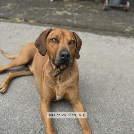 Photo 1/1 diego Chien perdu à Acheres la foret