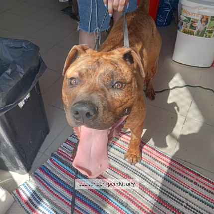 Photo 1/2 Chien trouvé Trouvé à Parthenay