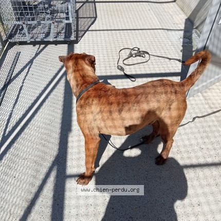 Photo 2/2 Chien trouvé Trouvé à Parthenay