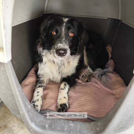 Photo 1/1 Chien trouvé Trouvé à Montauban