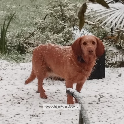 Photo 2/3 Maiko Chien perdu à Guerlesquin
