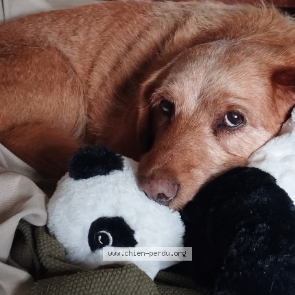 Photo 3/3 Maiko Chien perdu à Guerlesquin