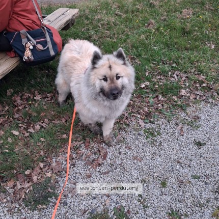 Photo 1/1 R'meline Chien perdu à St ouen des besaces