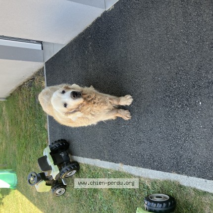 Photo 1/1 falcon Chien perdu à Salles