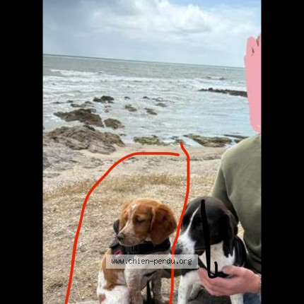 Photo 1/1 aika Chien perdu à Selles Sur Cher