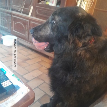 Photo 1/1 KANAK Chien perdu à Goudargues