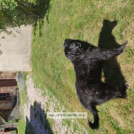 Photo 1/1 Handy Chien perdu à Aigurande