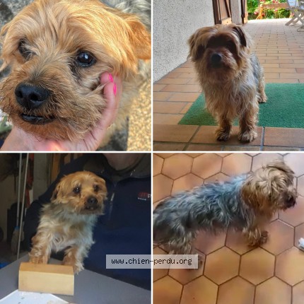 Photo de chien perdu à Toulouse