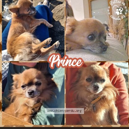 Photo de chien perdu à La Prenessaye