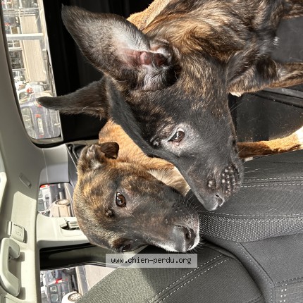 Photo de chien trouvé à Blere