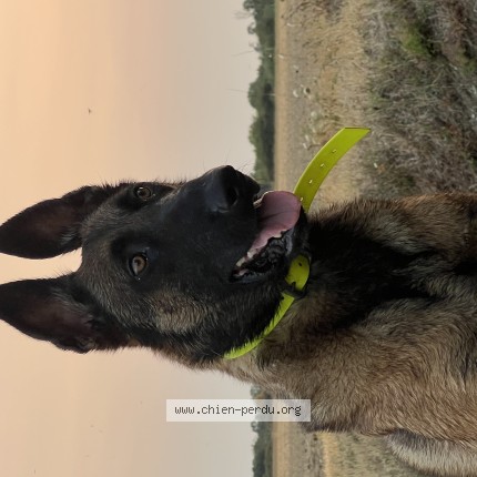 Photo 1/1 tango Chien perdu à Plaisance du touch