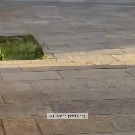 Photo de chien trouvé à Ajaccio