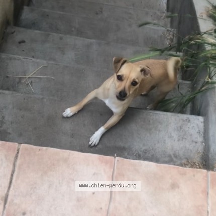 Photo 1/1 Chien retrouvé Perdu à Saint maurice