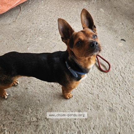 Photo 1/1 Chien trouvé Trouvé à Decines