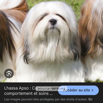 Photo 1/1 jaya Chien perdu à Biarritz