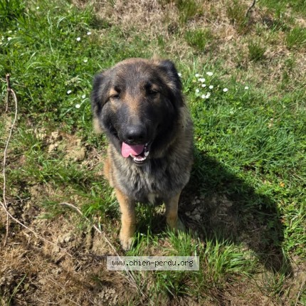 Photo de chien trouvé à Saint Mont