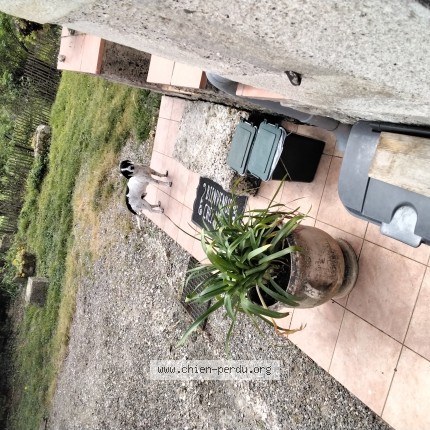 Photo de chien trouvé à St Hilaire De Lusignan