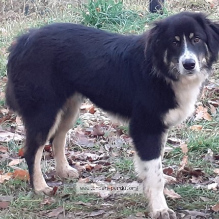 Photo de chien perdu à Cahors