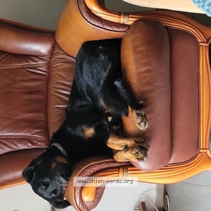 Photo de chien perdu à Noyelles Sous Lens