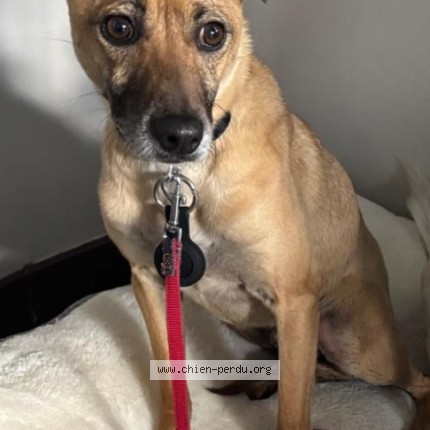 Photo de chien perdu à Crach