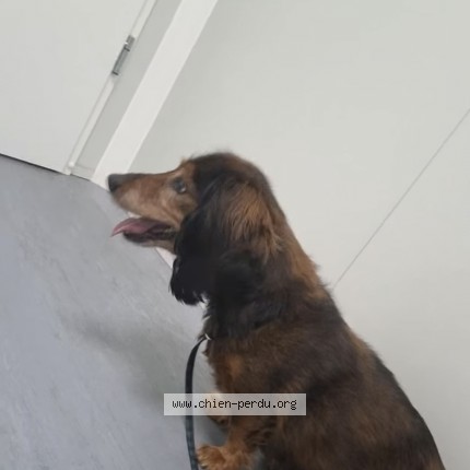 Photo 1/1 caramelle Chien perdu à Denain